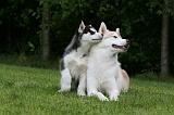 SIBERIAN HUSKY 994